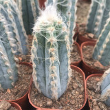 Pilosocereus azureus - Rare Blue Columnar Cactus with White Woolly Areoles, Low-Maintenance Succulent