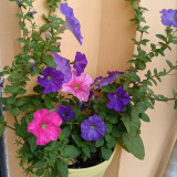 Petunia Seeds - Large Blooms, Long Blooming Period, Rich Colors for Beds & Pots