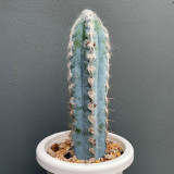 Pilosocereus azureus - Rare Blue Columnar Cactus with White Woolly Areoles, Low-Maintenance Succulent