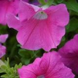 Petunia Seeds - Large Blooms, Long Blooming Period, Rich Colors for Beds & Pots