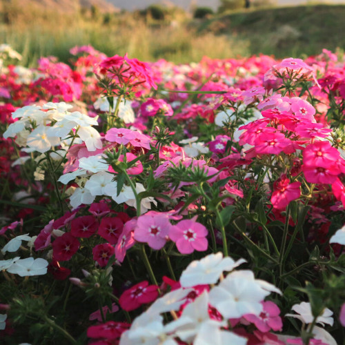 Phlox (Mixed Colors) Seeds - Beginner-Friendly Flowers with High Germination Rate