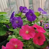 Petunia Seeds - Large Blooms, Long Blooming Period, Rich Colors for Beds & Pots