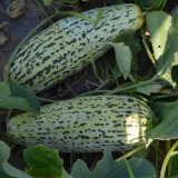 Golden Honey Crisp Melon Seeds - Early Maturing Hybrid with High Yield & Disease Resistance