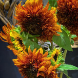 Chiyan Little Bear Sunflower Seeds - Deep Red Multi-Headed Variety, Fast Growing with High Germination Rate