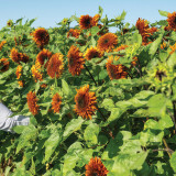 Chiyan Little Bear Sunflower Seeds - Deep Red Multi-Headed Variety, Fast Growing with High Germination Rate