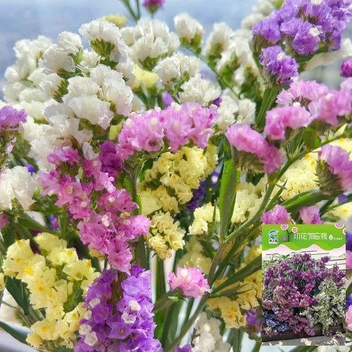 Cut Flower Forget-me-not Seeds - Easy-Grow, Bloom-Controllable Ornamental Cut Flowers