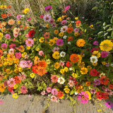 Wildflower Mix Seeds - Fast-Growing, Easy to Manage, Vibrant Colors, Perfect for Home Gardens