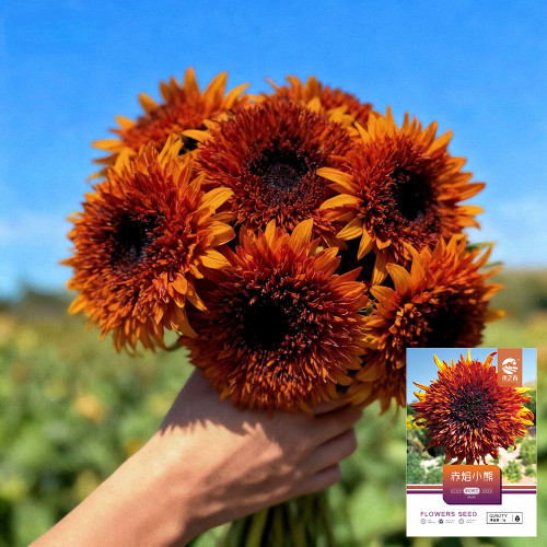 Chiyan Little Bear Sunflower Seeds - Deep Red Multi-Headed Variety, Fast Growing with High Germination Rate