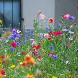 Wildflower Mix Seeds - Fast-Growing, Easy to Manage, Vibrant Colors, Perfect for Home Gardens
