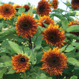 Chiyan Little Bear Sunflower Seeds - Deep Red Multi-Headed Variety, Fast Growing with High Germination Rate