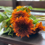 Chiyan Little Bear Sunflower Seeds - Deep Red Multi-Headed Variety, Fast Growing with High Germination Rate