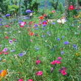 Wildflower Mix Seeds - Fast-Growing, Easy to Manage, Vibrant Colors, Perfect for Home Gardens