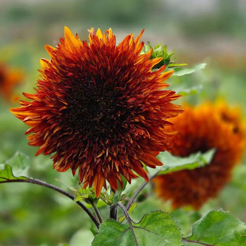 Chiyan Little Bear Sunflower Seeds - Deep Red Multi-Headed Variety, Fast Growing with High Germination Rate