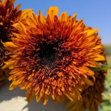 Chiyan Little Bear Sunflower Seeds - Deep Red Multi-Headed Variety, Fast Growing with High Germination Rate