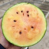 Color Fairy 14 Gift Watermelon Seeds – High Yield, Oblong Shape, Crack-Resistant Rind, Easy to Grow