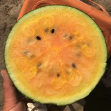 Rainbow No.1 Watermelon Seeds - Premium Hybrid Variety, Early Maturing, Easy to Grow, Orange-Yellow Flesh