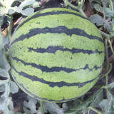 Rainbow No.1 Watermelon Seeds - Premium Hybrid Variety, Early Maturing, Easy to Grow, Orange-Yellow Flesh