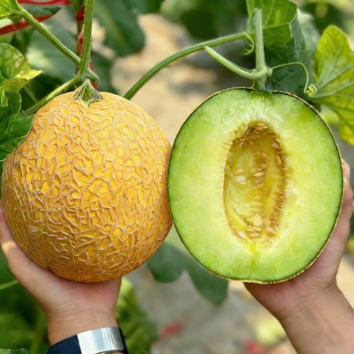 Super Early Honey Melon Seeds – 65–70 Days, 13–15° Brix, Pale Green Flesh, Greenhouse & Open Field