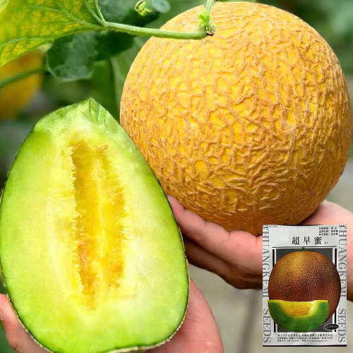 Super Early Honey Melon Seeds – 65–70 Days, 13–15° Brix, Pale Green Flesh, Greenhouse & Open Field