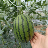 Color Fairy 14 Gift Watermelon Seeds – High Yield, Oblong Shape, Crack-Resistant Rind, Easy to Grow