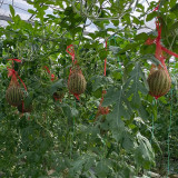 Color Fairy 14 Gift Watermelon Seeds – High Yield, Oblong Shape, Crack-Resistant Rind, Easy to Grow