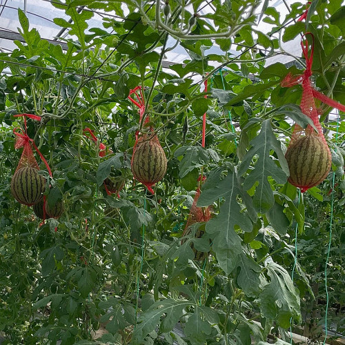 Color Fairy 14 Gift Watermelon Seeds – High Yield, Oblong Shape, Crack-Resistant Rind, Easy to Grow