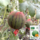 Rainbow No.1 Watermelon Seeds - Premium Hybrid Variety, Early Maturing, Easy to Grow, Orange-Yellow Flesh