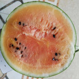 Rainbow No.1 Watermelon Seeds - Premium Hybrid Variety, Early Maturing, Easy to Grow, Orange-Yellow Flesh
