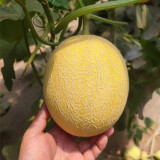 Super Early Honey Melon Seeds – 65–70 Days, 13–15° Brix, Pale Green Flesh, Greenhouse & Open Field