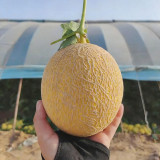 Super Early Honey Melon Seeds – 65–70 Days, 13–15° Brix, Pale Green Flesh, Greenhouse & Open Field