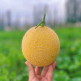 Super Early Honey Melon Seeds – 65–70 Days, 13–15° Brix, Pale Green Flesh, Greenhouse & Open Field