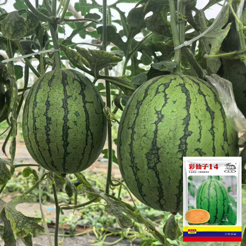 Color Fairy 14 Gift Watermelon Seeds – High Yield, Oblong Shape, Crack-Resistant Rind, Easy to Grow