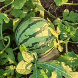 Rainbow No.1 Watermelon Seeds - Premium Hybrid Variety, Early Maturing, Easy to Grow, Orange-Yellow Flesh