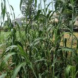 Traditional Sweet Sorghum Seeds – Early Maturing, High Yield, Nutrient-Rich, Multi-Purpose
