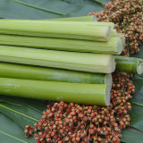 Traditional Sweet Sorghum Seeds – Early Maturing, High Yield, Nutrient-Rich, Multi-Purpose