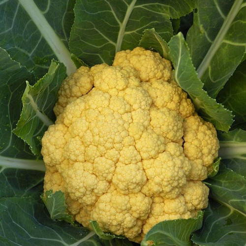 Jin Buhuan Cauliflower Seeds – Golden Yellow Curds, High Yield, Suitable for Spring and Autumn Planting