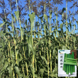 Traditional Sweet Sorghum Seeds – Early Maturing, High Yield, Nutrient-Rich, Multi-Purpose