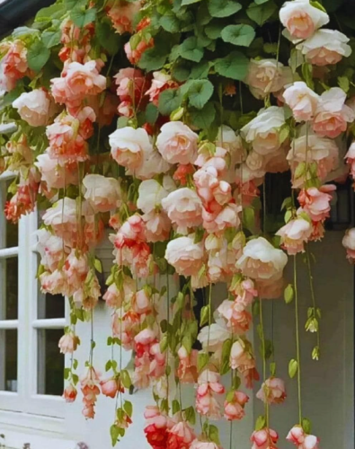 Peach Weeping Begonia Seeds Cascading Trailing Blooms Hanging Basket and Container Garden Flower Seeds