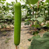 'Zhepu No.6' Bottle Gourd Seeds | Early Maturing, Low Temperature & Low Light Tolerant, Disease Resistant