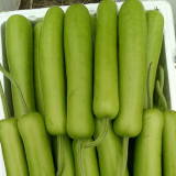 'Zhepu No.6' Bottle Gourd Seeds | Early Maturing, Low Temperature & Low Light Tolerant, Disease Resistant