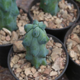 Rare Myrtillocactus geometrizans 'Fukurokuryuzinboku' Cactus for Sale | Unique, Low Maintenance Succulent Plant