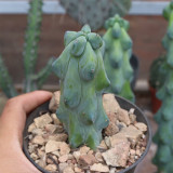 Rare Myrtillocactus geometrizans 'Fukurokuryuzinboku' Cactus for Sale | Unique, Low Maintenance Succulent Plant
