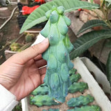 Rare Myrtillocactus geometrizans 'Fukurokuryuzinboku' Cactus for Sale | Unique, Low Maintenance Succulent Plant