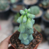 Rare Myrtillocactus geometrizans 'Fukurokuryuzinboku' Cactus for Sale | Unique, Low Maintenance Succulent Plant