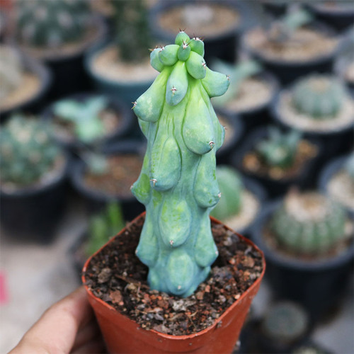 Rare Myrtillocactus geometrizans 'Fukurokuryuzinboku' Cactus for Sale | Unique, Low Maintenance Succulent Plant