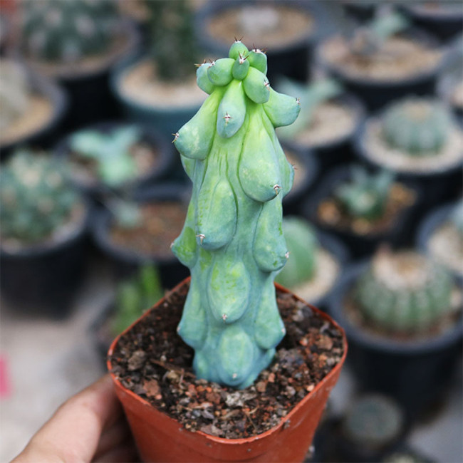 Rare Myrtillocactus geometrizans 'Fukurokuryuzinboku' Cactus for Sale | Unique, Low Maintenance Succulent Plant
