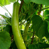 'Zhepu No.6' Bottle Gourd Seeds | Early Maturing, Low Temperature & Low Light Tolerant, Disease Resistant