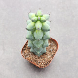 Rare Myrtillocactus geometrizans 'Fukurokuryuzinboku' Cactus for Sale | Unique, Low Maintenance Succulent Plant
