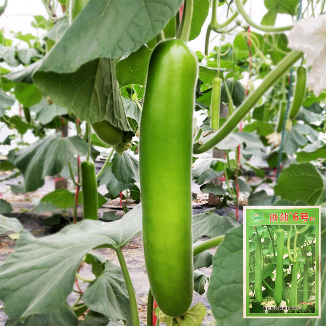 'Zhepu No.6' Bottle Gourd Seeds | Early Maturing, Low Temperature & Low Light Tolerant, Disease Resistant