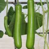 'Zhepu No.6' Bottle Gourd Seeds | Early Maturing, Low Temperature & Low Light Tolerant, Disease Resistant